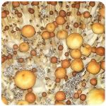 Псилоцибиновые (галлюциногенные)  грибы Psilocybin "Golden Teacher" в Томмоте
