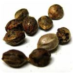 Семена марихуаны АК-47  (Seeds AK-47) в Томмоте
